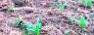 Plantation Ech